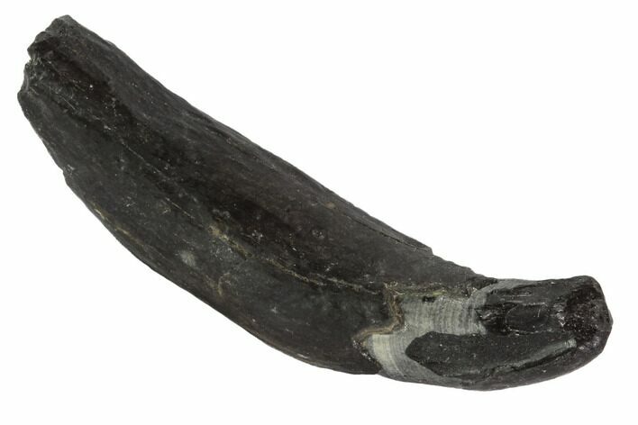 Fossil Pygmy Sperm Whale (Kogiopsis) Tooth #90418